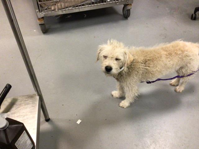 Shelter Stray Female Dog last seen Near BLOCK FRANKLIN AVE, HEMET CA 92545, San Jacinto, CA 92582