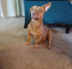 Lost Male Dog last seen Menchaca & Ravenscroft, South Austin, Austin, TX 78748