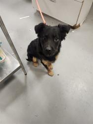 Shelter Stray Female Dog last seen CAWSTON/MENLO AVE, HEMET CA, San Jacinto, CA 92582