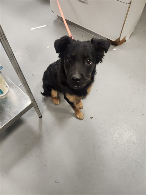 Shelter Stray Female Dog last seen CAWSTON/MENLO AVE, HEMET CA, San Jacinto, CA 92582