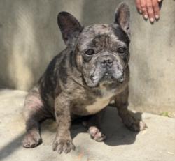 Shelter Stray Male Dog last seen , San Pedro, CA 90731
