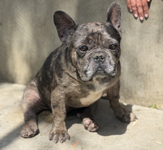 Shelter Stray Male Dog last seen , San Pedro, CA 90731