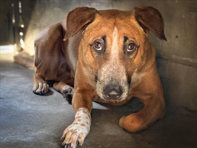 Shelter Stray Female Dog last seen , San Pedro, CA 90731