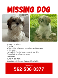 Lost Male Dog last seen Elmore Ave and Anola St. , Whittier, CA 90604