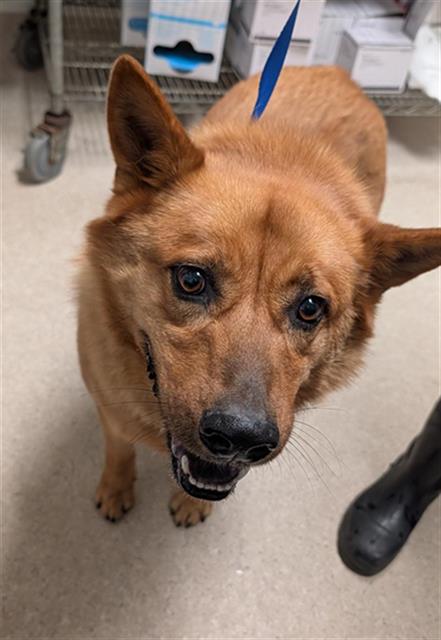 Shelter Stray Male Dog last seen Near BLOCK WRIGHT AVE, BAKERSFIELD CA 93308, Bakersfield, CA 93308
