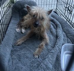 Found/Stray Unknown Dog last seen Wedgewood, Palm Harbor, FL 34684