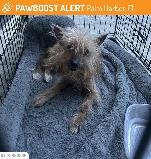 Found/Stray Unknown Dog last seen Wedgewood, Palm Harbor, FL 34684