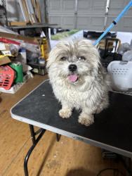 Lost Male Dog last seen San Bernardino & Live Oak, Fontana, CA 92335