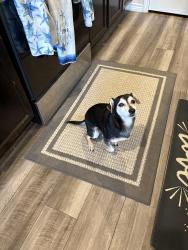Reunited Male Dog last seen Adler and Cattleman, Corpus Christi, TX 78414