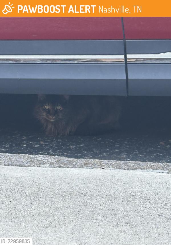 Found/Stray Unknown Cat last seen Near Hayes hse apmt complex dumpster, Nashville, TN 37212