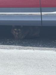 Found/Stray Unknown Cat last seen Near Hayes hse apmt complex dumpster, Nashville, TN 37212