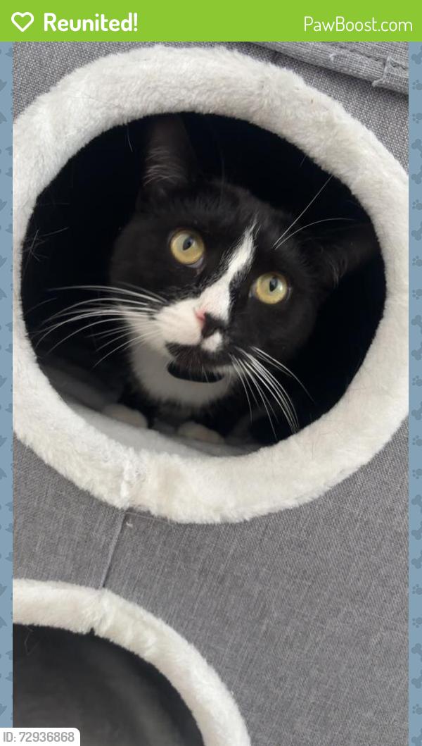 Reunited Male Cat last seen Maghull westway l31 0DQ , Maghull, England L31 0DQ