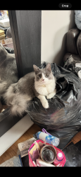 Lost Female Cat last seen Hazelhurst Pl and Colfax Ave, Los Angeles, CA 91606