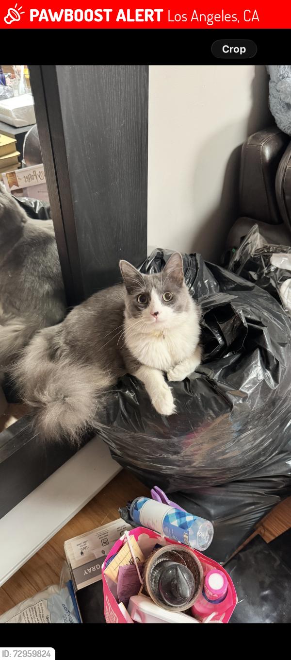 Lost Female Cat last seen Hazelhurst Pl and Colfax Ave, Los Angeles, CA 91606