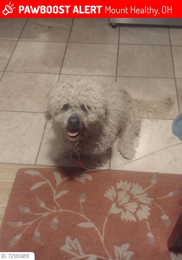 Lost Male Dog last seen Elizabeth Street and Kinney Ave near Mt Healthy Police Station , Mount Healthy, OH 45231
