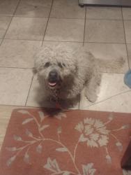 Lost Male Dog last seen Elizabeth Street and Kinney Ave near Mt Healthy Police Station , Mount Healthy, OH 45231