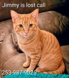 Lost Male Cat last seen 200th ave e, Bonney Lake, WA 98391