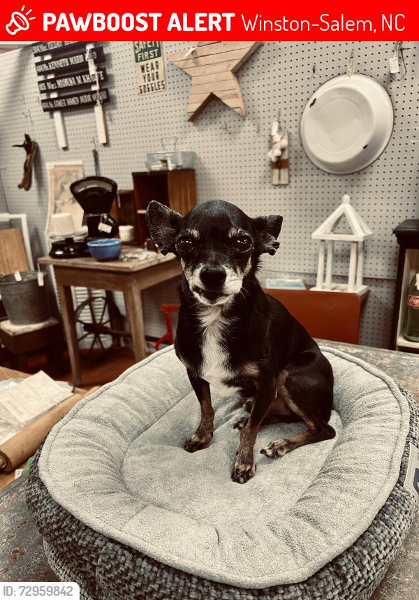Lost Male Dog last seen Lost in time , Winston-Salem, NC 27127