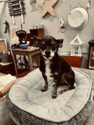 Lost Male Dog last seen Lost in time , Winston-Salem, NC 27127