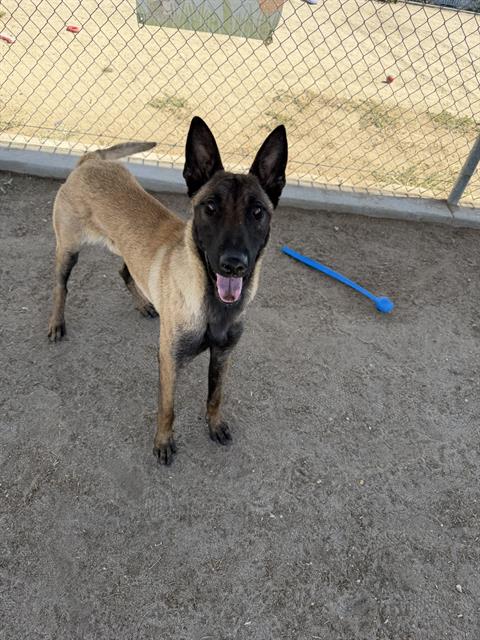 Shelter Stray Male Dog last seen , Bakersfield, CA 93308