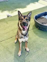 Shelter Stray Male Dog last seen , Los Angeles, CA 90025