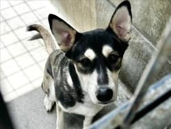 Shelter Stray Male Dog last seen , Los Angeles, CA 90025