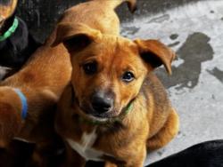 Shelter Stray Female Dog last seen , Los Angeles, CA 90025