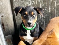 Shelter Stray Female Dog last seen , Los Angeles, CA 90025