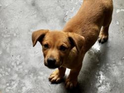 Shelter Stray Female Dog last seen , Los Angeles, CA 90025