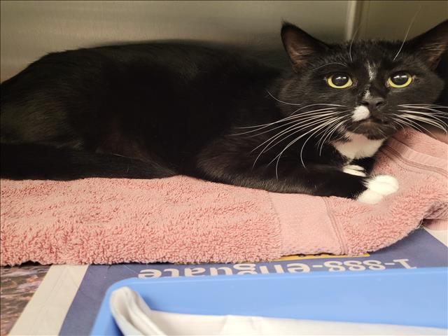 Shelter Stray Male Cat last seen , Los Angeles, CA 90025