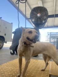 Shelter Stray Female Dog last seen Near BLOCK FILLMORE ST, TAFT CA 93268, Bakersfield, CA 93308