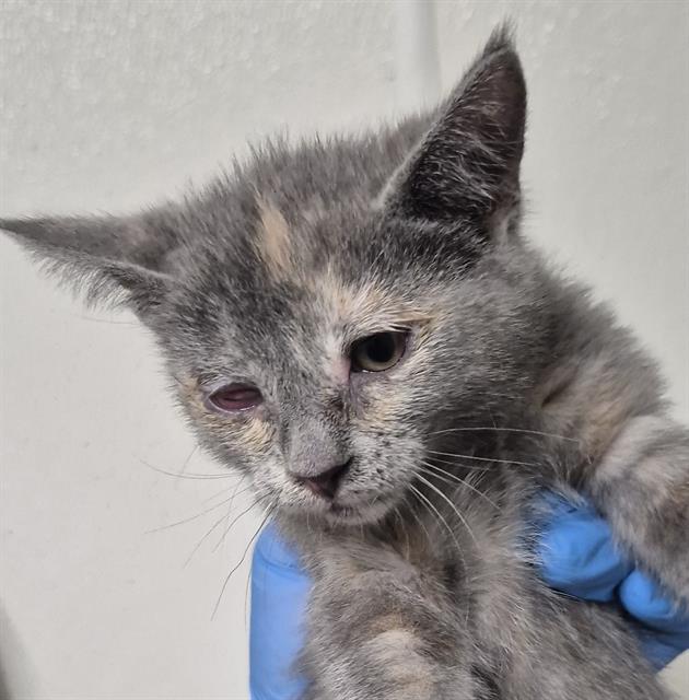 Shelter Stray Female Cat last seen Near BLOCK WALNUT DR, ARVIN CA 93203, Bakersfield, CA 93308