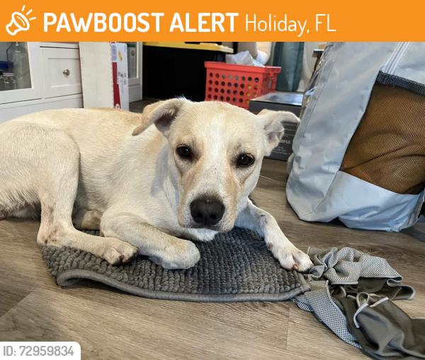 Found/Stray Female Dog last seen Holiday Lake dr and Solar dr, Holiday, FL 34691