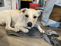 Found/Stray Female Dog last seen Holiday Lake dr and Solar dr, Holiday, FL 34691
