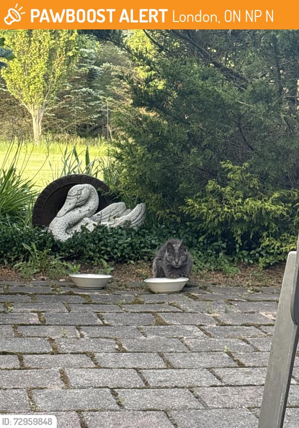 Found/Stray Unknown Cat last seen Lambeth, London, ON N6P 1N1