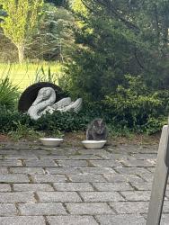 Found/Stray Unknown Cat last seen Lambeth, London, ON N6P 1N1