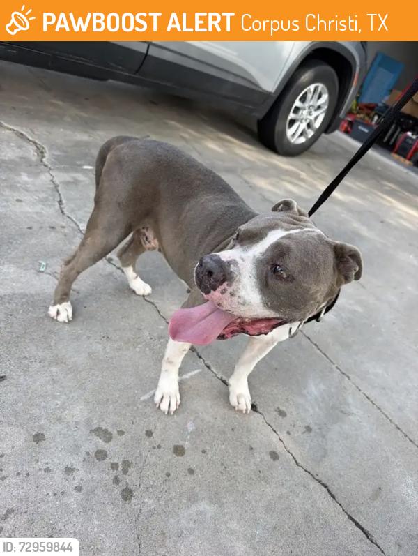 Found/Stray Male Dog last seen Cedar pass, Corpus Christi, TX 78413