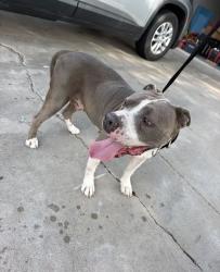 Found/Stray Male Dog last seen Cedar pass, Corpus Christi, TX 78413