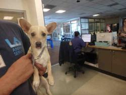 Shelter Stray Female Dog last seen , Chatsworth, CA 91311