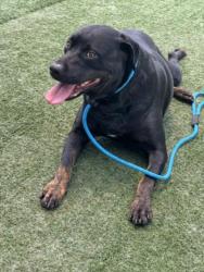 Shelter Stray Female Dog last seen , Chatsworth, CA 91311