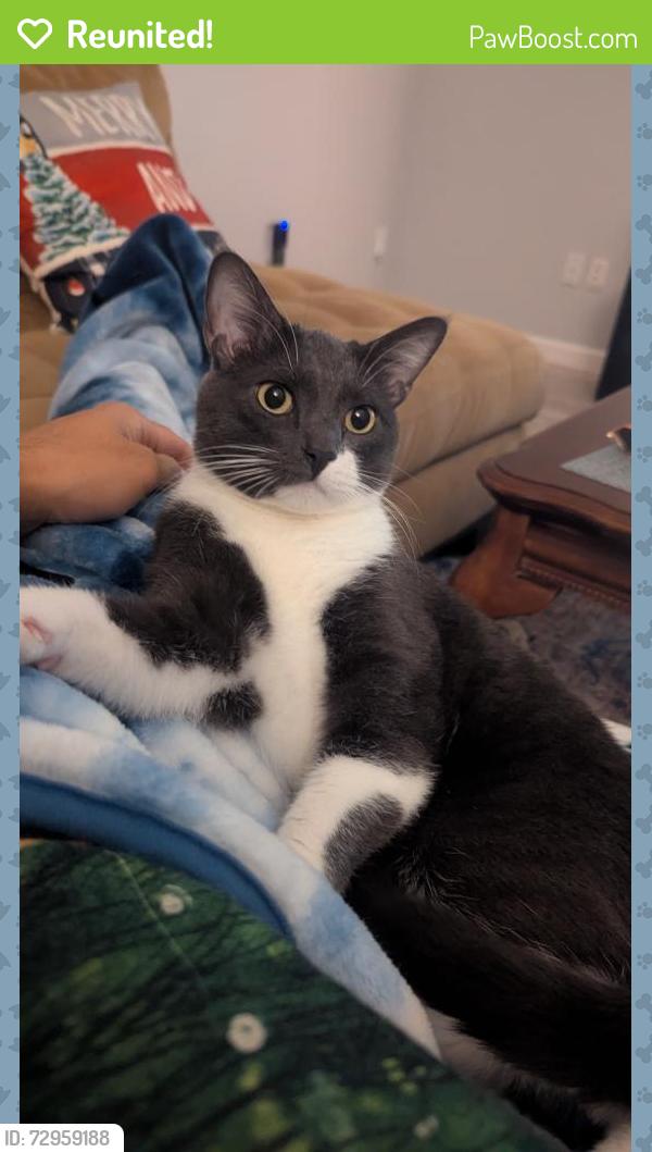 Reunited Male Cat last seen landscape way and windmill dr, Richmond, TX 77406