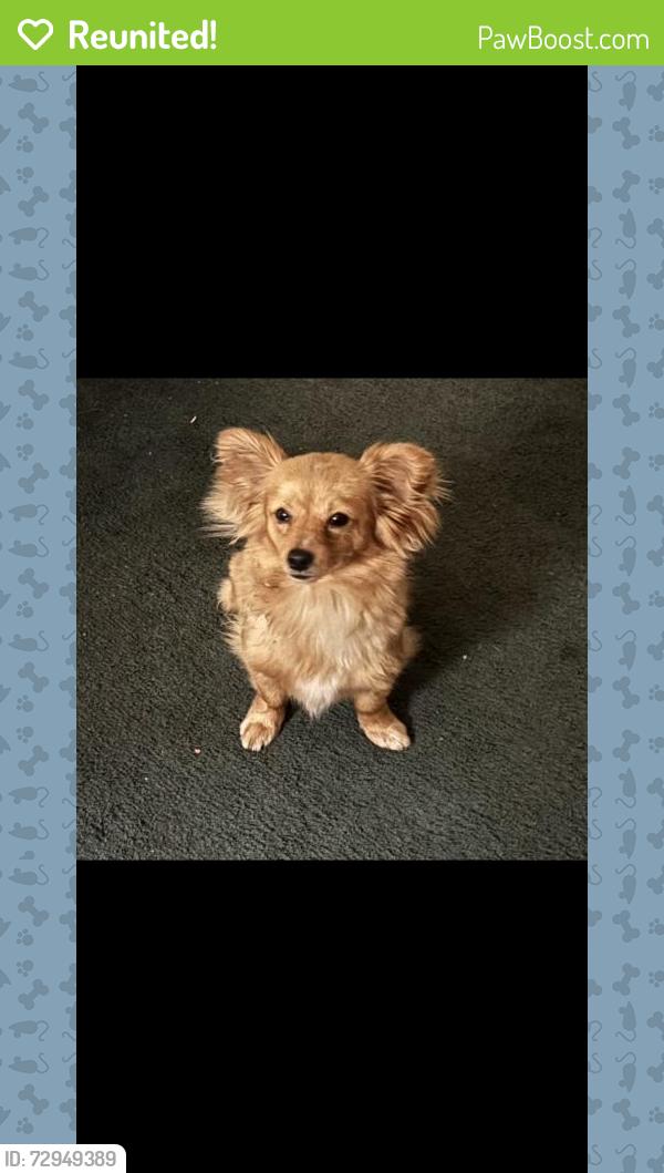 Reunited Male Dog last seen Guadalupe and zaramora, San Antonio, TX 78207