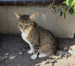 Reunited Male Cat last seen Whispering Willow Dr, Santee, CA 92071, USA, Santee, CA 92071