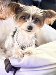 Lost Female Dog last seen Pine Forrest Rd , Lee County, NC 28326