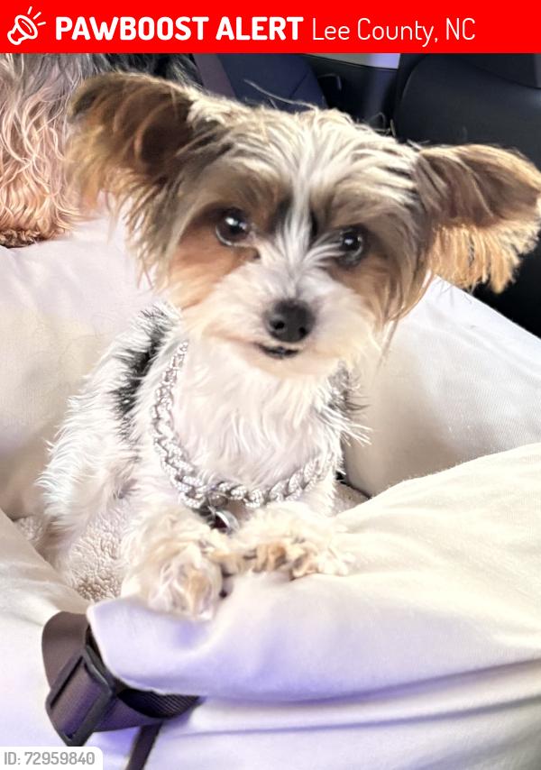 Lost Female Dog last seen Pine Forrest Rd , Lee County, NC 28326