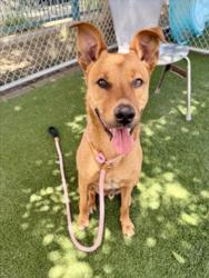 Shelter Stray Male Dog last seen , Chatsworth, CA 91311