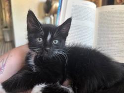 Shelter Stray Male Cat last seen Near BLOCK S TRENTON WAY DENVER CO 80231, Denver, CO 80223