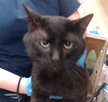 Shelter Stray Male Cat last seen Near BLOCK N WASHINGTON ST, DENVER CO 80203, Denver, CO 80223