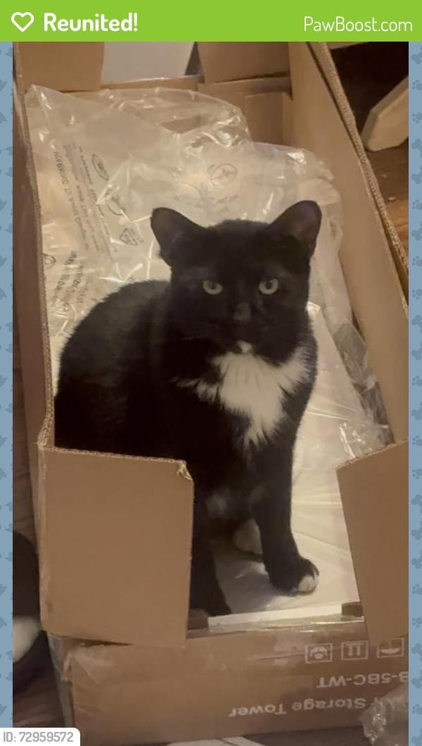 Reunited Female Cat last seen Dubois & Ogden, Brookfield, IL 60513