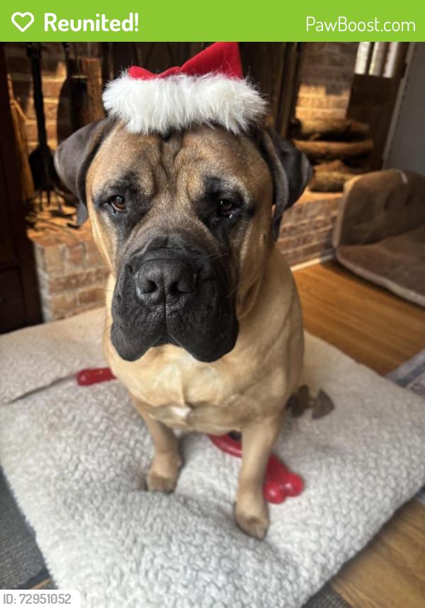 Reunited Male Dog last seen Cuba twp , Barrington, IL 60010